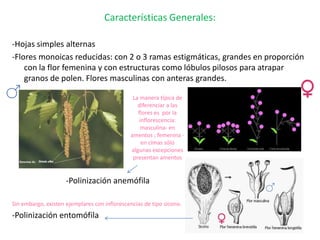 Características Generales:

-Hojas simples alternas
-Flores monoicas reducidas: con 2 o 3 ramas estigmáticas, grandes en proporción
    con la flor femenina y con estructuras como lóbulos pilosos para atrapar
    granos de polen. Flores masculinas con anteras grandes.

                                               La manera típica de
                                                 diferenciar a las
                                                 flores es por la
                                                  inflorescencia:
                                                   masculina- en
                                              amentos ; femenina -
                                                   en cimas sólo
                                              algunas excepciones
                                               presentan amentos


                     -Polinización anemófila

Sin embargo, existen ejemplares con inflorescencias de tipo sicono.
-Polinización entomófila
 
