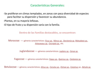 Características Generales:

-Se proliferan en climas templados, en zonas con poca diversidad de especies
    para facilitar su dispersión y favorecer su abundancia.
-Plantas, en su mayoría leñosas.
-El tipo de fruto y su dispersión varía con la familia.

                 Dentro de las Familias destacables, se encuentran:

    Moraceae --- géneros característicos: Ficus sp., Morus sp., Dorstenia sp. Matudaea sp.,
                                   Artocarpus sp., Cecropia sp., etc.


                 Juglandaceae --- géneros característicos: Juglans sp., Carya sp.

           Fagaceae --- géneros característicos: Fagus sp., Quercus sp., Castanea sp.

Betulaceae ---géneros característicos: Alnus sp., Corulus sp., Ostrya sp., Carpinus sp., Betula sp.
 