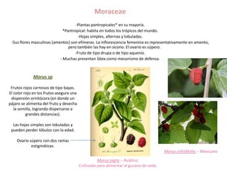 Moraceae
                                     -Plantas pantropicales* en su mayoría.
                              *Pantropical: habita en todos los trópicos del mundo.
                                      -Hojas simples, alternas y lobuladas.
 -Sus flores masculinas (amentos) son efímeras. La inflorescencia femenina es representativamente en amento,
                                 pero también las hay en sicono. El ovario es súpero.
                                    -Fruto de tipo drupa o de tipo aquenio.
                            - Muchas presentan látex como mecanismo de defensa.



              Morus sp

 Frutos rojos carnosos de tipo bayas.
El color rojo en los frutos asegura una
 dispersión ornitócora (en donde un
pájaro se alimenta del fruto y desecha
   la semilla, logrando dispersarse a
          grandes distancias).

  Las hojas simples son lobuladas y
 pueden perder lóbulos con la edad.

    Ovario súpero con dos ramas
            estigmáticas.
                                                                                        Morus celtidifolia -- Mexicano

                                                    Morus nigra -- Asiático.
                                          Cultivado para alimentar al gusano de seda.
 