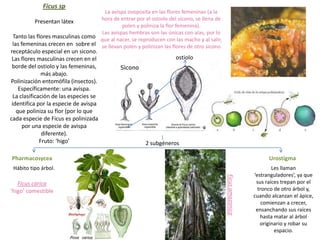 Ficus sp
                                  La avispa ovoposita en las flores femeninas (a la
                                 hora de entrar por el ostiolo del sicono, se llena de
         Presentan látex
                                          polen y poliniza la flor femenina).
                                 Las avispas hembras son las únicas con alas, por lo
Tanto las flores masculinas como que al nacer, se reproducen con las macho y al salir,
las femeninas crecen en sobre el se llevan polen y polinizan las flores de otro sicono
receptáculo especial en un sicono.
 Las flores masculinas crecen en el                                ostiolo
 borde del ostiolo y las femeninas,
               más abajo.
Polinización entomófila (insectos).
    Específicamente: una avispa.
  La clasificación de las especies se
 identifica por la especie de avispa
   que poliniza su flor (por lo que
cada especie de Ficus es polinizada
      por una especie de avispa
               diferente).
              Fruto: ‘higo’                           2 subgéneros

Pharmacosycea                                                                                                    Urostigma
 Hábito tipo árbol.                                                                                                Les llaman
                                                                                                           ‘estranguladores’, ya que




                                                                                         Ficus amazonica
   Ficus carica                                                                                             sus raíces trepan por el
‘higo’ comestible                                                                                            tronco de otro árbol y,
                                                                                                           cuando alcanzan el ápice,
                                                                                                               comienzan a crecer,
                                                                                                            ensanchando sus raíces
                                                                                                              hasta matar al árbol
                                                                                                              originario y robar su
                                                                                                                    espacio.
 