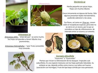 Dorstenia sp
                                                               Inflorescencia.
                                                                                                  Hierba pequeña con pocas hojas.
                                                                                                     Hojas con muchos lóbulos
Dorstenia drakena




                                                                                             Crece únicamente en épocas de lluvias. Sólo
                                                                                               algunas presentan tejido meristemático,
                                                                                                   pudiendo sobrevivir a las secas.

                                                                                               Sus flores, así como en Ficus sp., crecen
                                                                                              sobre el receptáculo especial, pero éste no
                                                                                                  se cierra en un sicono, por lo que se
                                                                                                considera un tipo de inflorescencia de
                                                                                                intervalo entre un sicono y un amento.
                                     Artocarpus sp
                    Artocarpus altilis - ‘árbol del pan’ se come mucho.
                        Sus hojas son grandes y tienen lóbulos muy
                                        prominentes.

                    Artocarpus heterophyllus – ‘yaca’ fruto comestible
                                     muy conocido.



                                                                                     Cecropia obtusifolia
                                                                                    ‘’Guarumo’’ o ‘’Guarumbo’’
                                                                Plantas que inician la reforestación de los bosques tropicales sub-
                                                            caducifolios. Es una especie mexicana con las hojas palmado-lobuladas. Su
                                                               estípula se cae, dejando anillos como marca y sus tallos son huecos
                                                            (asociación con hormigas). Fruto de tipo baya comido por osos perezosos.
 