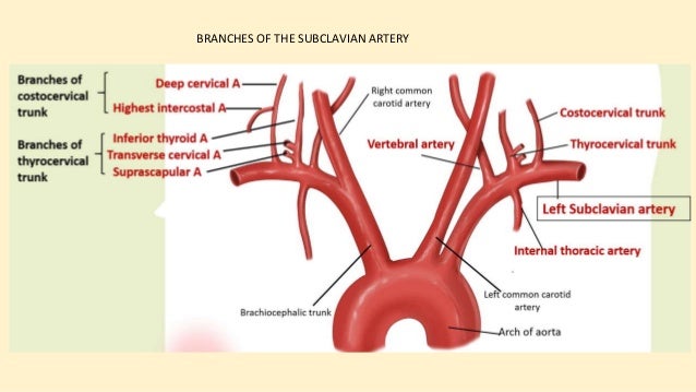 Subclavian artery and it's branches Subclavian artery and it's branches