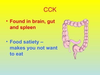 CCK
• Found in brain, gut
and spleen
• Food satiety –
makes you not want
to eat
 