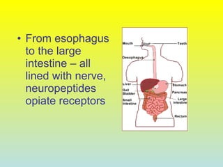 • From esophagus
to the large
intestine – all
lined with nerve,
neuropeptides
opiate receptors
 