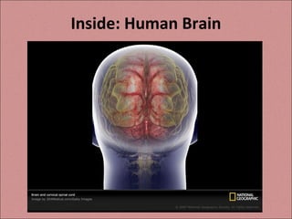 Inside: Human Brain 