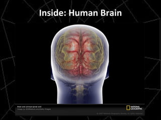 Inside: Human Brain 