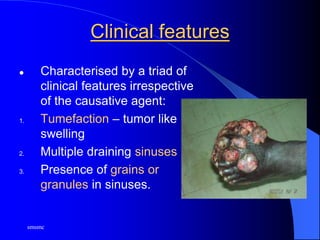 smsmc
Clinical features
 Characterised by a triad of
clinical features irrespective
of the causative agent:
1. Tumefaction – tumor like
swelling
2. Multiple draining sinuses
3. Presence of grains or
granules in sinuses.
 