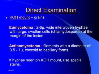smsmc
Direct Examination
 KOH mount – grains
Eumycetoma : 2-6µ, wide interwoven hyphae
with large, swollen cells (chlamydospores) at the
margin of the lesion.
Actinomycetoma : filaments with a diameter of
0.5 - 1µ, coccoid to bacillary forms.
If hyphae seen on KOH mount, use special
stains.
 