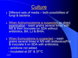smsmc
Culture
 Different sets of media – both possibilities of
fungi & bacteria .
 When Actinomycetoma is suspected on direct
examination - wash grains several times with
NS & then inoculate on SDA without
antibiotics, BA, LJ & BHIA.
 When Eumycetoma is suspected – wash
grains several times in NS with antibiotics(Pn)
& inoculate it on SDA with antibiotics.
- actidione not added.
- incubated at 25° & 37°C
 