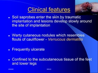 smsmc micro
Clinical features
 Soil saprobes enter the skin by traumatic
implantation and lesions develop slowly around
the site of implantation
 Warty cutaneous nodules which resembles
flouts of cauliflower - Verrucous dermatitis
 Frequently ulcerate
 Confined to the subcutaneous tissue of the feet
and lower legs
 