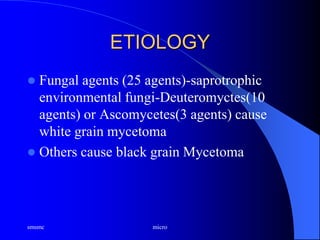 ETIOLOGY
 Fungal agents (25 agents)-saprotrophic
environmental fungi-Deuteromyctes(10
agents) or Ascomycetes(3 agents) cause
white grain mycetoma
 Others cause black grain Mycetoma
smsmc micro
 