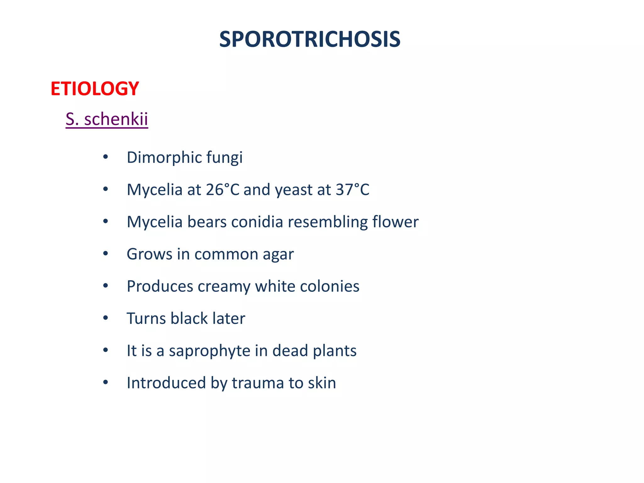 SPOROTRICHOSIS
ETIOLOGY
S. schenkii
• Dimorphic fungi
• Mycelia at 26°C and yeast at 37°C
• Mycelia bears conidia resembling flower
• Grows in common agar
• Produces creamy white colonies
• Turns black later
• It is a saprophyte in dead plants
• Introduced by trauma to skin
 