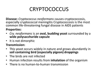 CRYPTOCOCCUS
Disease: Cryptococcus neoformans causes cryptococcosis,
especially cryptococcal meningitis Cryptococcosis is the most
common life-threatening fungal disease in AIDS patients
Properties:
• Cry. neoformans is an oval, budding yeast surrounded by a
wide polysaccharide capsule
• It is not dimorphic
Transmission:
• This yeast occurs widely in nature and grows abundantly in
soil containing bird (especially pigeon) droppings
• The birds are not infected
• Human infection results from inhalation of the organism
• There is no human-to-human transmission
 