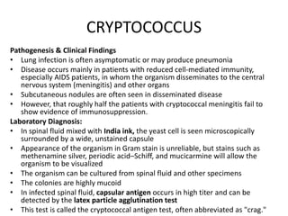 CRYPTOCOCCUS
Pathogenesis & Clinical Findings
• Lung infection is often asymptomatic or may produce pneumonia
• Disease occurs mainly in patients with reduced cell-mediated immunity,
especially AIDS patients, in whom the organism disseminates to the central
nervous system (meningitis) and other organs
• Subcutaneous nodules are often seen in disseminated disease
• However, that roughly half the patients with cryptococcal meningitis fail to
show evidence of immunosuppression.
Laboratory Diagnosis:
• In spinal fluid mixed with India ink, the yeast cell is seen microscopically
surrounded by a wide, unstained capsule
• Appearance of the organism in Gram stain is unreliable, but stains such as
methenamine silver, periodic acid–Schiff, and mucicarmine will allow the
organism to be visualized
• The organism can be cultured from spinal fluid and other specimens
• The colonies are highly mucoid
• In infected spinal fluid, capsular antigen occurs in high titer and can be
detected by the latex particle agglutination test
• This test is called the cryptococcal antigen test, often abbreviated as "crag."
 