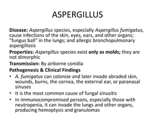 ASPERGILLUS
Disease: Aspergillus species, especially Aspergillus fumigatus,
cause infections of the skin, eyes, ears, and other organs;
"fungus ball" in the lungs; and allergic bronchopulmonary
aspergillosis
Properties: Aspergillus species exist only as molds; they are
not dimorphic
Transmission: By airborne conidia
Pathogenesis & Clinical Findings
• A. fumigatus can colonize and later invade abraded skin,
wounds, burns, the cornea, the external ear, or paranasal
sinuses
• It is the most common cause of fungal sinusitis
• In immunocompromised persons, especially those with
neutropenia, it can invade the lungs and other organs,
producing hemoptysis and granulomas
 