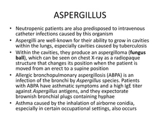 ASPERGILLUS
• Neutropenic patients are also predisposed to intravenous
catheter infections caused by this organism
• Aspergilli are well-known for their ability to grow in cavities
within the lungs, especially cavities caused by tuberculosis
• Within the cavities, they produce an aspergilloma (fungus
ball), which can be seen on chest X-ray as a radiopaque
structure that changes its position when the patient is
moved from an erect to a supine position
• Allergic bronchopulmonary aspergillosis (ABPA) is an
infection of the bronchi by Aspergillus species. Patients
with ABPA have asthmatic symptoms and a high IgE titer
against Aspergillus antigens, and they expectorate
brownish bronchial plugs containing hyphae
• Asthma caused by the inhalation of airborne conidia,
especially in certain occupational settings, also occurs
 
