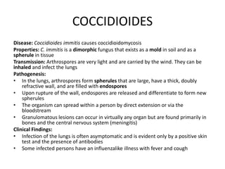 COCCIDIOIDES
Disease: Coccidioides immitis causes coccidioidomycosis
Properties: C. immitis is a dimorphic fungus that exists as a mold in soil and as a
spherule in tissue
Transmission: Arthrospores are very light and are carried by the wind. They can be
inhaled and infect the lungs
Pathogenesis:
• In the lungs, arthrospores form spherules that are large, have a thick, doubly
refractive wall, and are filled with endospores
• Upon rupture of the wall, endospores are released and differentiate to form new
spherules
• The organism can spread within a person by direct extension or via the
bloodstream
• Granulomatous lesions can occur in virtually any organ but are found primarily in
bones and the central nervous system (meningitis)
Clinical Findings:
• Infection of the lungs is often asymptomatic and is evident only by a positive skin
test and the presence of antibodies
• Some infected persons have an influenzalike illness with fever and cough
 
