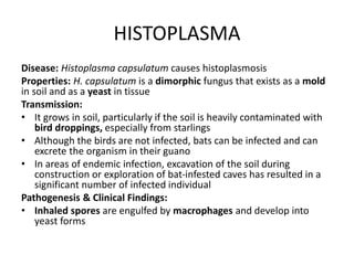 HISTOPLASMA
Disease: Histoplasma capsulatum causes histoplasmosis
Properties: H. capsulatum is a dimorphic fungus that exists as a mold
in soil and as a yeast in tissue
Transmission:
• It grows in soil, particularly if the soil is heavily contaminated with
bird droppings, especially from starlings
• Although the birds are not infected, bats can be infected and can
excrete the organism in their guano
• In areas of endemic infection, excavation of the soil during
construction or exploration of bat-infested caves has resulted in a
significant number of infected individual
Pathogenesis & Clinical Findings:
• Inhaled spores are engulfed by macrophages and develop into
yeast forms
 