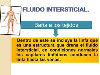Baña a los tejidos 
corporales. 
Dentro de este se incluye la linfa que 
es una estructura que drena el fluido 
intersticial, en condiciones normales 
los capilares linfáticos conducen la 
linfa hasta las venas. 
 