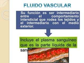 Su función es ser intermediario 
entre el comportamiento 
intersticial que rodea los tejidos y 
el intermediario con el medio 
exterior. 
Incluye el plasma sanguíneo 
que es la parte líquida de la 
sangre 
 