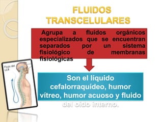Agrupa a fluidos orgánicos 
especializados que se encuentran 
separados por un sistema 
fisiológico de membranas 
fisiológicas 
Son el líquido 
cefalorraquídeo, humor 
vítreo, humor acuoso y fluido 
del oído interno. 
