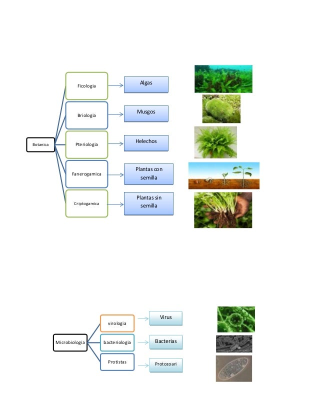 Subdivision de las ciencias biologicas