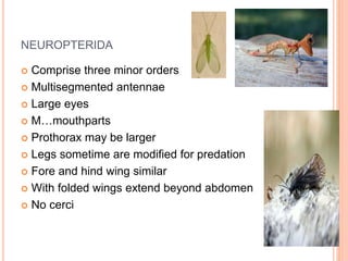 Subdivision endopterygota | PPTX