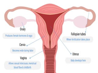 Sub fertility | PPTX