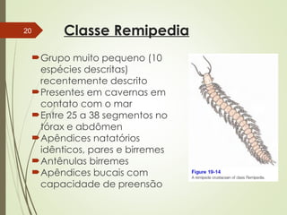 Remipedia SUBFILO CRUSTÁCEA.ppt SUBFILO CRUSTÁCEA.ppt