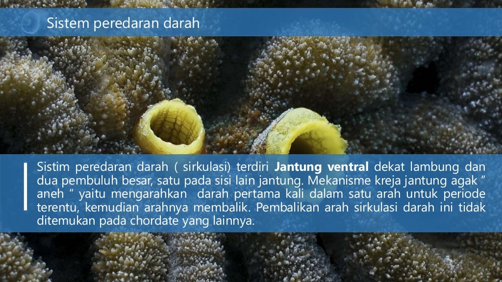 Subfilum urochordata ( tunicata)