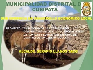 MUNICIPALIDAD DISTRITAL DE
CUSIPATA
SUB GERENCIA DE DESARROLLO ECONOMICO LOCAL
PROYECTO: “AMPLIACIÓN DE LAS CAPACIDADES
COMPETITIVAS DE LOS PRODUCTORES
DE ALPACAS Y LLAMAS DEL DISTRITO DE
CUSIPATA QUISPICANCHI - CUSCO”
ALCALDE: SERAPIO LLANOS TACO
 
