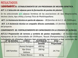 COMPONENTE 01: ESTABLECIMIENTO DE UN PROGRAMA DE MEJORA GENETICA.
ACT. 1.1 Selección de alpacas para la formación de puntas de plantel.
Se ha seleccionado 677 alpacas hembras de las asociaciones de Apu Waqraccocha,
Vecinos Llacto, Apu chileq y Sumaq Ttica de Phallchapallana.
ACT. 1.4 Asistencia técnica en parto de alpacas.- 09 familias de la C.C. de Chillihuani.
ACT. 1.4 Asistencia técnica en empadre directo controlado.-15 familias beneficiarias
del proyecto.
COMPONENTE 02: FORTALECIMIENTO DE CAPACIDADES EN LA CRIANZA DE ALPACAS.
ACT.2.3 Preparación de terreno y sembrío de pastos mejorados.- 10 Asociaciones
Alpaqueras de las Comunidades de Chillihuani, Yaucat (Pampamachay) y productores
individuales de Chinchay. Quienes han preparado sus terrenos y han sembrado las
semillas de avena forrajera, reygras italiano y trébol blanco en 14.7 ha
RESULTADOS
LOGRADOS
N° de familias Cultivo Cantidad de
Semilla
Área
Proyectada
104 Familias
Avena Forrajera 600 Kg
14.7 ha
Rye Grass
Italiano
200 Kg
Trebol Blanco 50 Kg
 