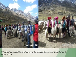 IV Festival de camélidos andinos en la Comunidad Campesina de Chillihuani –
Sector llacto
 