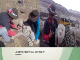 Asistencia técnica en sanidad de
alpacas
 
