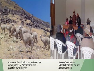Asistencia técnica en selección
de alpacas y formación de
puntas de plantel
Actualización e
identificación de las
asociaciones
 