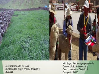 Instalación de pastos
mejorados (Rye grass, Trebol y
Avena)
VIII Expo Feria Agropecuaria
Comercial, Artesanal y
Gastronómica Distrital
Cusipata 2015
 