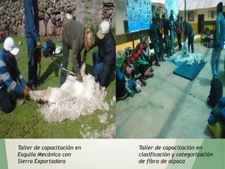Taller de capacitación en
clasificación y categorización
de fibra de alpaca
Taller de capacitación en
Esquila Mecánica con
Sierra Exportadora
 