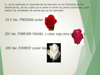 5.- se ha realizado el injertado de los patrones en los fitotoldos de los
beneficiarios, de los cuales ya se tiene en brote las yemas injertadas, cabe
indicar las variedades de yemas que se ha injertado:
25 % Var. FREEDOM (color rojo)
25% Var. FOREVER YOUNG. ( color rojo otra tonalidad)
20% Var. EVEREST (color blanco)
 