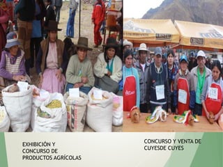 EXHIBICIÓN Y
CONCURSO DE
PRODUCTOS AGRÍCOLAS
CONCURSO Y VENTA DE
CUYESDE CUYES
 