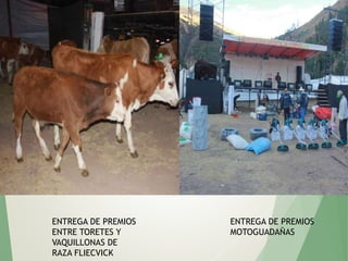 ENTREGA DE PREMIOS
ENTRE TORETES Y
VAQUILLONAS DE
RAZA FLIECVICK
ENTREGA DE PREMIOS
MOTOGUADAÑAS
 