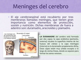 Meninges del cerebro
• El eje cerebroespinal está recubierto por tres
membranas llamadas meninges, que tienen gran
importancia como elementos de protección,
sostén y nutrición. Dichas membranas de fuera a
adentro son: duramadre, aracnoides y piamadre.
LA DURAMADRE del cerebro está formada
por dos capas: la capa endóstica (periostio,
externa) recubre la superficie interna de los
huesos del cráneo y la capa meníngea
(interna) es la duramadre propiamente dicha,
Estas capas están muy unidas excepto a lo
largo de ciertas líneas, donde se separan para
formar los senos venosos.
 