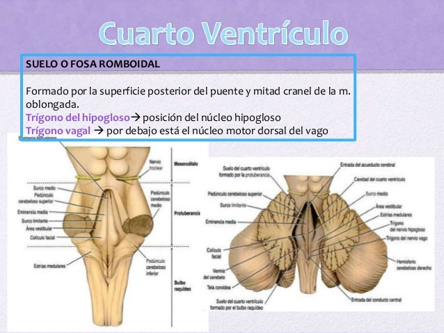 Meninges cerebroespinales y sistema ventricular Meninges cerebroespinales y sistema ventricular