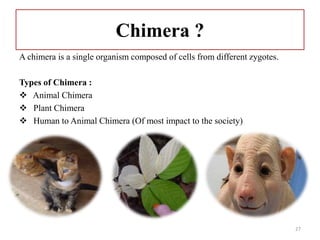 Types Chimeras Overview of Stem Cell | PPTX