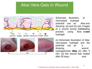 10
P. Jithendra et al. ACS Appl. Mater. Interfaces 2013, 5, 7291–7298
Aloe Vera Gels in Wound
Schematic illustration
vera-based hydrogel
potential use as
of
Aloe and
the a
wound
dressing: (a) and (b) wet; Images
of a wound during the healing
process using Aloe vera
hydrogel:
(c) Schematic illustration of Aloe
vera-based hydrogel and the
potential use
dressing
as a
wound
Aloe
vera
hydrogel(initial time) (d) after 5
min; (e) the wound was healed
after 20 days;
 