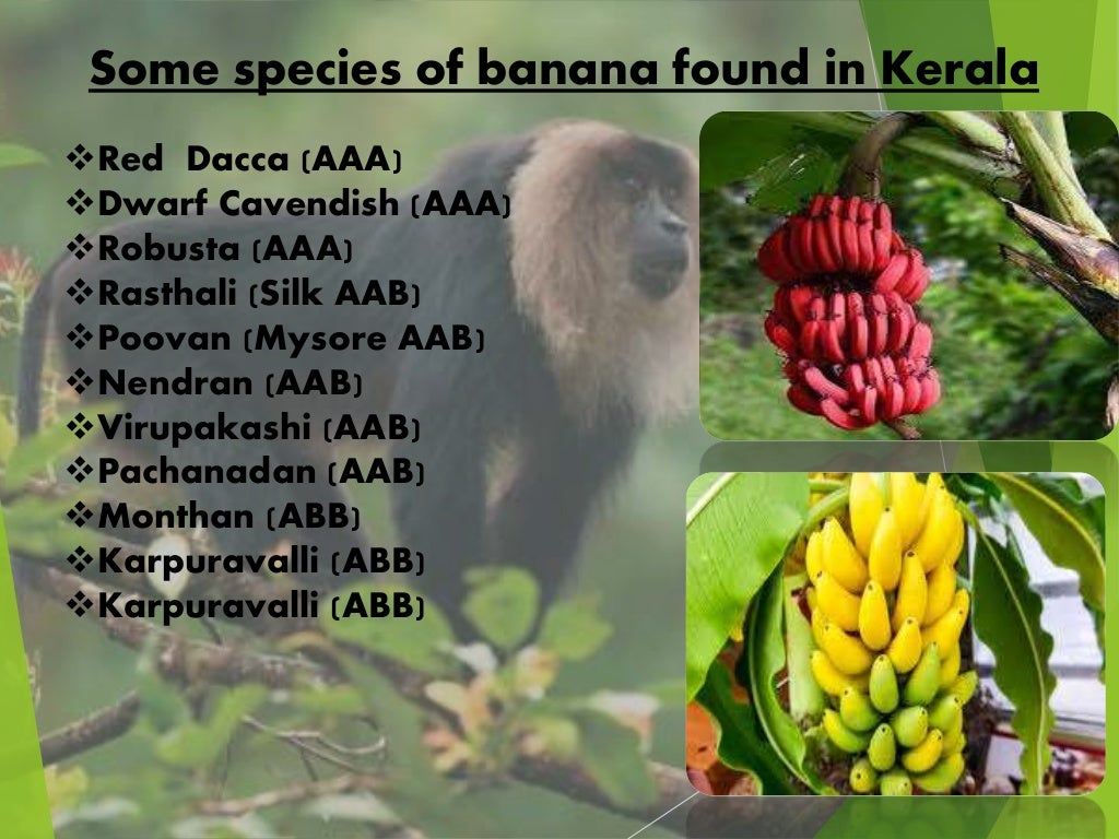 DIVERSITY OF BANANA AND ITS BIOINFORMATIC APPROACH