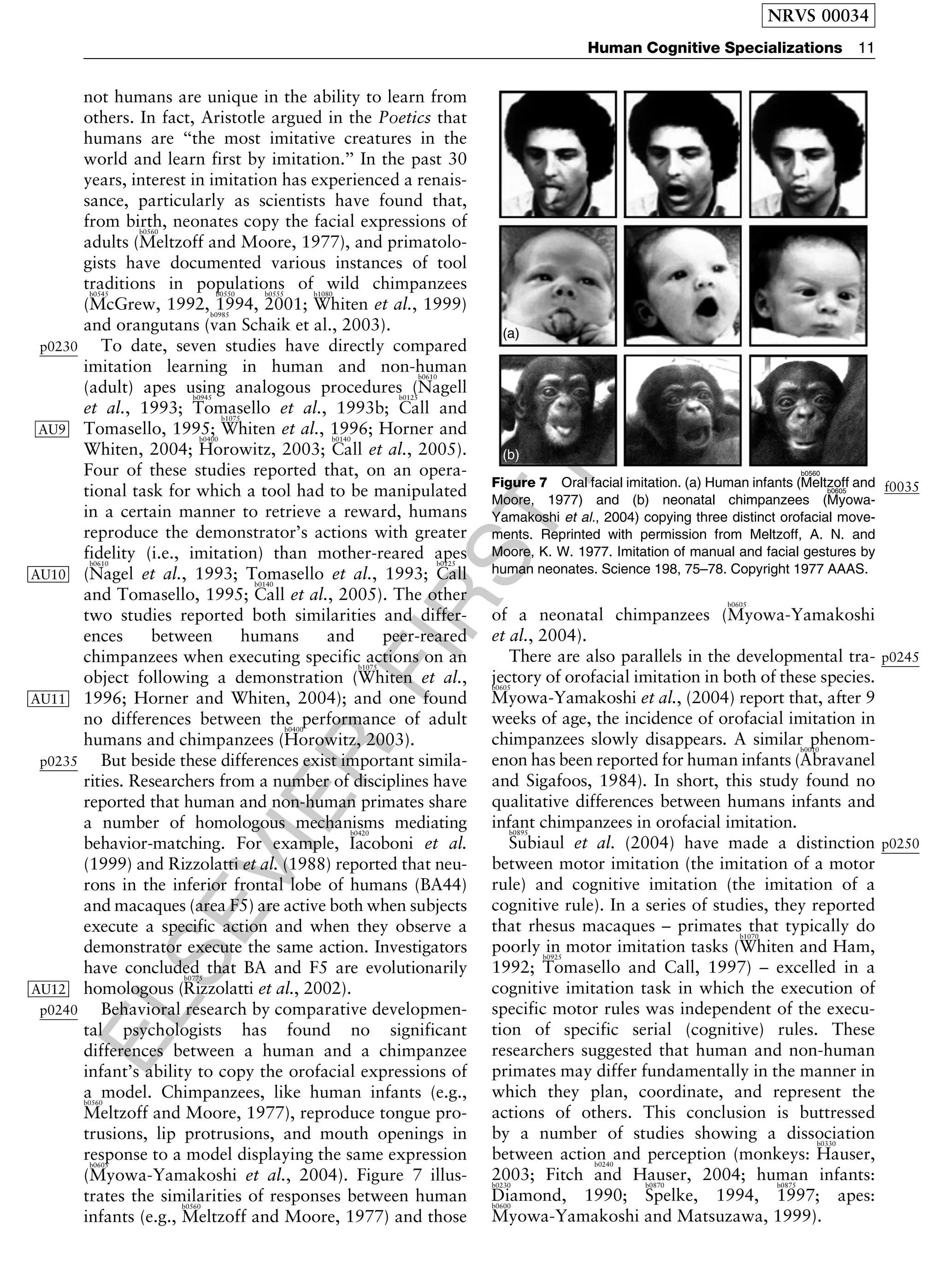 ELSEVIER
FIRST
PROOF
not humans are unique in the ability to learn from
others. In fact, Aristotle argued in the Poetics that
humans are ‘‘the most imitative creatures in the
world and learn first by imitation.’’ In the past 30
years, interest in imitation has experienced a renais-
sance, particularly as scientists have found that,
from birth, neonates copy the facial expressions of
adults (
b0560
Meltzoff and Moore, 1977), and primatolo-
gists have documented various instances of tool
traditions in populations of wild chimpanzees
(
b0545
McGrew, 1992,
b0550
1994,
b0555
2001;
b1080
Whiten et al., 1999)
and orangutans (
b0985
van Schaik et al., 2003).
p0230 To date, seven studies have directly compared
imitation learning in human and non-human
(adult) apes using analogous procedures (
b0610
Nagell
et al., 1993;
b0945
Tomasello et al., 1993b;
b0125
Call and
Tomasello, 1995;
b1075
Whiten et al., 1996; Horner andAU9
Whiten, 2004;
b0400
Horowitz, 2003;
b0140
Call et al., 2005).
Four of these studies reported that, on an opera-
tional task for which a tool had to be manipulated
in a certain manner to retrieve a reward, humans
reproduce the demonstrator’s actions with greater
fidelity (i.e., imitation) than mother-reared apes
AU10 (
b0610
Nagel et al., 1993; Tomasello et al., 1993;
b0125
Call
and Tomasello, 1995;
b0140
Call et al., 2005). The other
two studies reported both similarities and differ-
ences between humans and peer-reared
chimpanzees when executing specific actions on an
object following a demonstration (
b1075
Whiten et al.,
AU11 1996; Horner and Whiten, 2004); and one found
no differences between the performance of adult
humans and chimpanzees (
b0400
Horowitz, 2003).
p0235 But beside these differences exist important simila-
rities. Researchers from a number of disciplines have
reported that human and non-human primates share
a number of homologous mechanisms mediating
behavior-matching. For example,
b0420
Iacoboni et al.
(1999) and Rizzolatti et al. (1988) reported that neu-
rons in the inferior frontal lobe of humans (BA44)
and macaques (area F5) are active both when subjects
execute a specific action and when they observe a
demonstrator execute the same action. Investigators
have concluded that BA and F5 are evolutionarily
homologous (
b0775
Rizzolatti et al., 2002).AU12
p0240 Behavioral research by comparative developmen-
tal psychologists has found no significant
differences between a human and a chimpanzee
infant’s ability to copy the orofacial expressions of
a model. Chimpanzees, like human infants (e.g.,b0560
Meltzoff and Moore, 1977), reproduce tongue pro-
trusions, lip protrusions, and mouth openings in
response to a model displaying the same expression
(
b0605
Myowa-Yamakoshi et al., 2004). Figure 7 illus-
trates the similarities of responses between human
infants (e.g.,
b0560
Meltzoff and Moore, 1977) and those
of a neonatal chimpanzees (
b0605
Myowa-Yamakoshi
et al., 2004).
p0245There are also parallels in the developmental tra-
jectory of orofacial imitation in both of these species.b0605
Myowa-Yamakoshi et al., (2004) report that, after 9
weeks of age, the incidence of orofacial imitation in
chimpanzees slowly disappears. A similar phenom-
enon has been reported for human infants (
b0010
Abravanel
and Sigafoos, 1984). In short, this study found no
qualitative differences between humans infants and
infant chimpanzees in orofacial imitation.
p0250
b0895
Subiaul et al. (2004) have made a distinction
between motor imitation (the imitation of a motor
rule) and cognitive imitation (the imitation of a
cognitive rule). In a series of studies, they reported
that rhesus macaques – primates that typically do
poorly in motor imitation tasks (
b1070
Whiten and Ham,
1992;
b0925
Tomasello and Call, 1997) – excelled in a
cognitive imitation task in which the execution of
specific motor rules was independent of the execu-
tion of specific serial (cognitive) rules. These
researchers suggested that human and non-human
primates may differ fundamentally in the manner in
which they plan, coordinate, and represent the
actions of others. This conclusion is buttressed
by a number of studies showing a dissociation
between action and perception (monkeys:
b0330
Hauser,
2003; Fitch
b0240
and Hauser, 2004; human infants:b0230
Diamond, 1990;
b0870
Spelke, 1994,
b0875
1997; apes:b0600
Myowa-Yamakoshi and Matsuzawa, 1999).
f0035Figure 7 Oral facial imitation. (a) Human infants (
b0560
Meltzoff and
Moore, 1977) and (b) neonatal chimpanzees (
b0605
Myowa-
Yamakoshi et al., 2004) copying three distinct orofacial move-
ments. Reprinted with permission from Meltzoff, A. N. and
Moore, K. W. 1977. Imitation of manual and facial gestures by
human neonates. Science 198, 75–78. Copyright 1977 AAAS.
NRVS 00034
Human Cognitive Specializations 11
 
