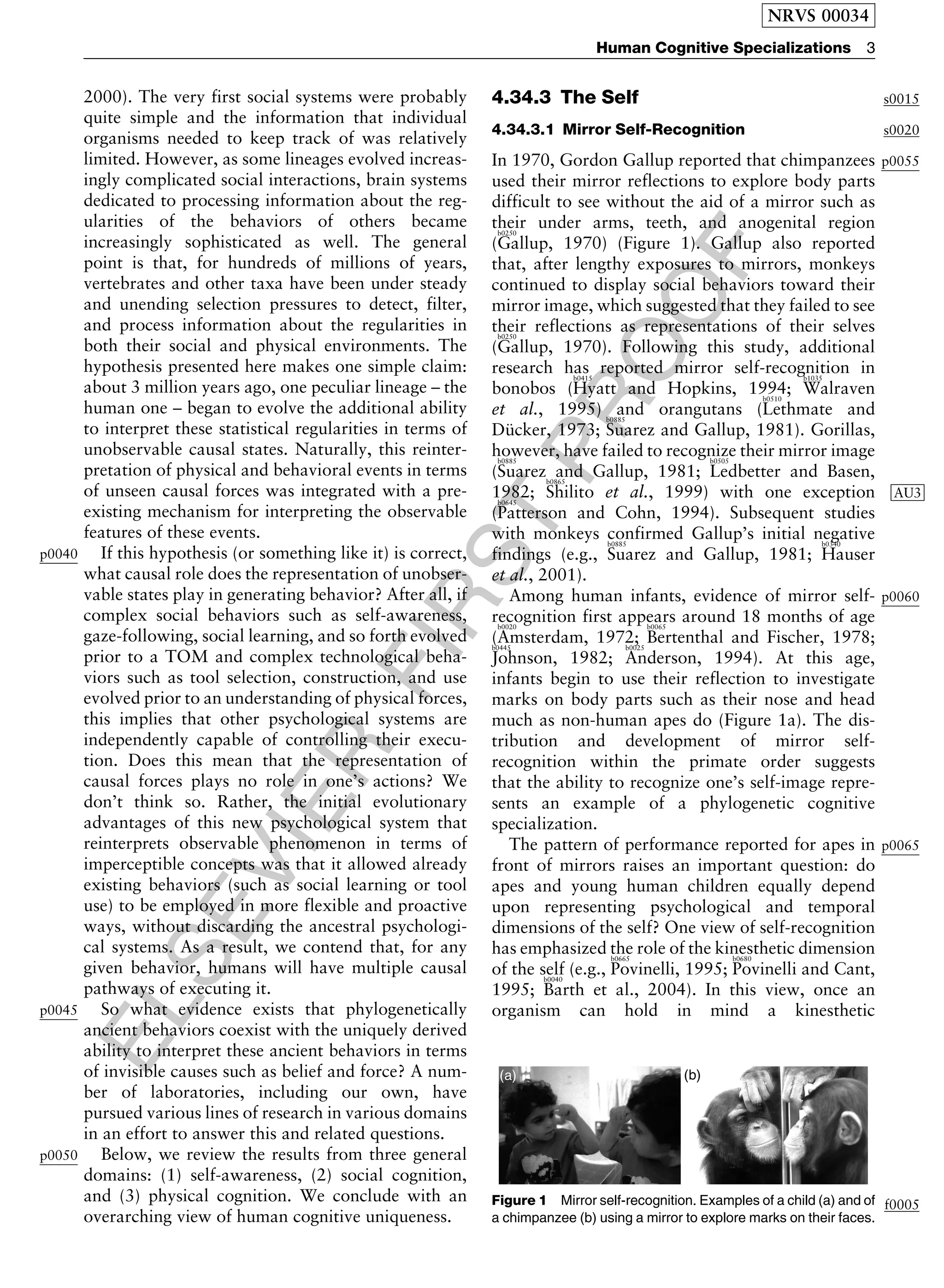 ELSEVIER
FIRST
PROOF
2000). The very first social systems were probably
quite simple and the information that individual
organisms needed to keep track of was relatively
limited. However, as some lineages evolved increas-
ingly complicated social interactions, brain systems
dedicated to processing information about the reg-
ularities of the behaviors of others became
increasingly sophisticated as well. The general
point is that, for hundreds of millions of years,
vertebrates and other taxa have been under steady
and unending selection pressures to detect, filter,
and process information about the regularities in
both their social and physical environments. The
hypothesis presented here makes one simple claim:
about 3 million years ago, one peculiar lineage – the
human one – began to evolve the additional ability
to interpret these statistical regularities in terms of
unobservable causal states. Naturally, this reinter-
pretation of physical and behavioral events in terms
of unseen causal forces was integrated with a pre-
existing mechanism for interpreting the observable
features of these events.
p0040 If this hypothesis (or something like it) is correct,
what causal role does the representation of unobser-
vable states play in generating behavior? After all, if
complex social behaviors such as self-awareness,
gaze-following, social learning, and so forth evolved
prior to a TOM and complex technological beha-
viors such as tool selection, construction, and use
evolved prior to an understanding of physical forces,
this implies that other psychological systems are
independently capable of controlling their execu-
tion. Does this mean that the representation of
causal forces plays no role in one’s actions? We
don’t think so. Rather, the initial evolutionary
advantages of this new psychological system that
reinterprets observable phenomenon in terms of
imperceptible concepts was that it allowed already
existing behaviors (such as social learning or tool
use) to be employed in more flexible and proactive
ways, without discarding the ancestral psychologi-
cal systems. As a result, we contend that, for any
given behavior, humans will have multiple causal
pathways of executing it.
p0045 So what evidence exists that phylogenetically
ancient behaviors coexist with the uniquely derived
ability to interpret these ancient behaviors in terms
of invisible causes such as belief and force? A num-
ber of laboratories, including our own, have
pursued various lines of research in various domains
in an effort to answer this and related questions.
p0050 Below, we review the results from three general
domains: (1) self-awareness, (2) social cognition,
and (3) physical cognition. We conclude with an
overarching view of human cognitive uniqueness.
s00154.34.3 The Self
s00204.34.3.1 Mirror Self-Recognition
p0055In 1970, Gordon Gallup reported that chimpanzees
used their mirror reflections to explore body parts
difficult to see without the aid of a mirror such as
their under arms, teeth, and anogenital region
(
b0250
Gallup, 1970) (Figure 1). Gallup also reported
that, after lengthy exposures to mirrors, monkeys
continued to display social behaviors toward their
mirror image, which suggested that they failed to see
their reflections as representations of their selves
(
b0250
Gallup, 1970). Following this study, additional
research has reported mirror self-recognition in
bonobos (
b0415
Hyatt and Hopkins, 1994;
b1035
Walraven
et al., 1995) and orangutans (
b0510
Lethmate and
Du¨ cker, 1973;
b0885
Suarez and Gallup, 1981). Gorillas,
however, have failed to recognize their mirror image
(
b0885
Suarez and Gallup, 1981;
b0505
Ledbetter and Basen,
1982;
b0865
Shilito et al., 1999) with one exception AU3
(
b0645
Patterson and Cohn, 1994). Subsequent studies
with monkeys confirmed Gallup’s initial negative
findings (e.g.,
b0885
Suarez and Gallup, 1981;
b0340
Hauser
et al., 2001).
p0060Among human infants, evidence of mirror self-
recognition first appears around 18 months of age
(
b0020
Amsterdam, 1972;
b0065
Bertenthal and Fischer, 1978;b0445
Johnson, 1982;
b0025
Anderson, 1994). At this age,
infants begin to use their reflection to investigate
marks on body parts such as their nose and head
much as non-human apes do (Figure 1a). The dis-
tribution and development of mirror self-
recognition within the primate order suggests
that the ability to recognize one’s self-image repre-
sents an example of a phylogenetic cognitive
specialization.
p0065The pattern of performance reported for apes in
front of mirrors raises an important question: do
apes and young human children equally depend
upon representing psychological and temporal
dimensions of the self? One view of self-recognition
has emphasized the role of the kinesthetic dimension
of the self (e.g.,
b0665
Povinelli, 1995;
b0680
Povinelli and Cant,
1995;
b0040
Barth et al., 2004). In this view, once an
organism can hold in mind a kinesthetic
f0005Figure 1 Mirror self-recognition. Examples of a child (a) and of
a chimpanzee (b) using a mirror to explore marks on their faces.
NRVS 00034
Human Cognitive Specializations 3
 