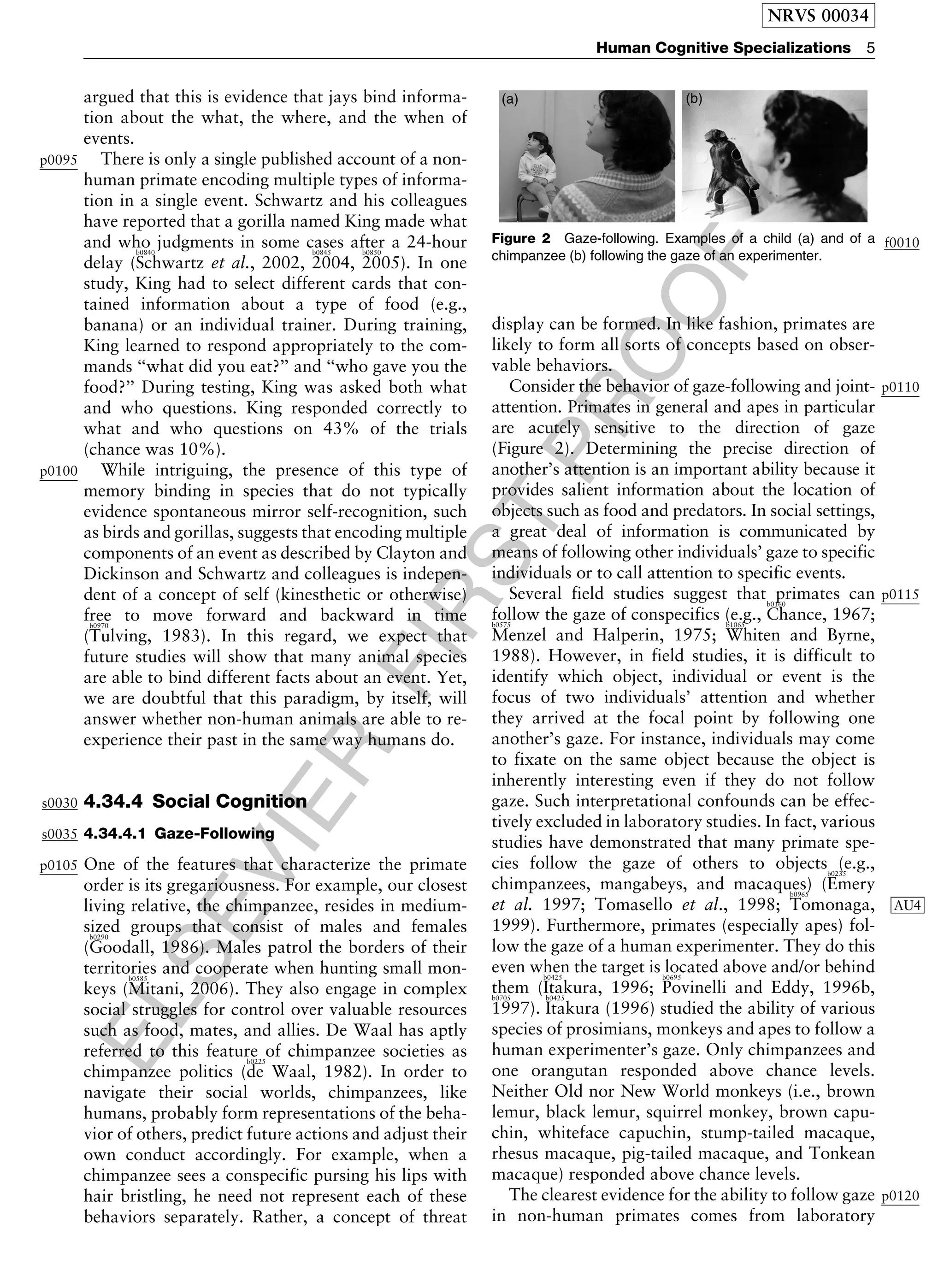 ELSEVIER
FIRST
PROOF
argued that this is evidence that jays bind informa-
tion about the what, the where, and the when of
events.
p0095 There is only a single published account of a non-
human primate encoding multiple types of informa-
tion in a single event. Schwartz and his colleagues
have reported that a gorilla named King made what
and who judgments in some cases after a 24-hour
delay (
b0840
Schwartz et al., 2002,
b0845
2004,
b0850
2005). In one
study, King had to select different cards that con-
tained information about a type of food (e.g.,
banana) or an individual trainer. During training,
King learned to respond appropriately to the com-
mands ‘‘what did you eat?’’ and ‘‘who gave you the
food?’’ During testing, King was asked both what
and who questions. King responded correctly to
what and who questions on 43% of the trials
(chance was 10%).
p0100 While intriguing, the presence of this type of
memory binding in species that do not typically
evidence spontaneous mirror self-recognition, such
as birds and gorillas, suggests that encoding multiple
components of an event as described by Clayton and
Dickinson and Schwartz and colleagues is indepen-
dent of a concept of self (kinesthetic or otherwise)
free to move forward and backward in time
(
b0970
Tulving, 1983). In this regard, we expect that
future studies will show that many animal species
are able to bind different facts about an event. Yet,
we are doubtful that this paradigm, by itself, will
answer whether non-human animals are able to re-
experience their past in the same way humans do.
s0030 4.34.4 Social Cognition
s0035 4.34.4.1 Gaze-Following
p0105 One of the features that characterize the primate
order is its gregariousness. For example, our closest
living relative, the chimpanzee, resides in medium-
sized groups that consist of males and females
(
b0290
Goodall, 1986). Males patrol the borders of their
territories and cooperate when hunting small mon-
keys (
b0585
Mitani, 2006). They also engage in complex
social struggles for control over valuable resources
such as food, mates, and allies. De Waal has aptly
referred to this feature of chimpanzee societies as
chimpanzee politics (
b0225
de Waal, 1982). In order to
navigate their social worlds, chimpanzees, like
humans, probably form representations of the beha-
vior of others, predict future actions and adjust their
own conduct accordingly. For example, when a
chimpanzee sees a conspecific pursing his lips with
hair bristling, he need not represent each of these
behaviors separately. Rather, a concept of threat
display can be formed. In like fashion, primates are
likely to form all sorts of concepts based on obser-
vable behaviors.
p0110Consider the behavior of gaze-following and joint-
attention. Primates in general and apes in particular
are acutely sensitive to the direction of gaze
(Figure 2). Determining the precise direction of
another’s attention is an important ability because it
provides salient information about the location of
objects such as food and predators. In social settings,
a great deal of information is communicated by
means of following other individuals’ gaze to specific
individuals or to call attention to specific events.
p0115Several field studies suggest that primates can
follow the gaze of conspecifics (e.g.,
b0160
Chance, 1967;b0575
Menzel and Halperin, 1975;
b1065
Whiten and Byrne,
1988). However, in field studies, it is difficult to
identify which object, individual or event is the
focus of two individuals’ attention and whether
they arrived at the focal point by following one
another’s gaze. For instance, individuals may come
to fixate on the same object because the object is
inherently interesting even if they do not follow
gaze. Such interpretational confounds can be effec-
tively excluded in laboratory studies. In fact, various
studies have demonstrated that many primate spe-
cies follow the gaze of others to objects (e.g.,
chimpanzees, mangabeys, and macaques) (
b0235
Emery
et al. 1997; Tomasello et al., 1998;
b0965
Tomonaga, AU4
1999). Furthermore, primates (especially apes) fol-
low the gaze of a human experimenter. They do this
even when the target is located above and/or behind
them (
b0425
Itakura, 1996;
b0695
Povinelli and Eddy, 1996b,b0705
1997).
b0425
Itakura (1996) studied the ability of various
species of prosimians, monkeys and apes to follow a
human experimenter’s gaze. Only chimpanzees and
one orangutan responded above chance levels.
Neither Old nor New World monkeys (i.e., brown
lemur, black lemur, squirrel monkey, brown capu-
chin, whiteface capuchin, stump-tailed macaque,
rhesus macaque, pig-tailed macaque, and Tonkean
macaque) responded above chance levels.
p0120The clearest evidence for the ability to follow gaze
in non-human primates comes from laboratory
f0010Figure 2 Gaze-following. Examples of a child (a) and of a
chimpanzee (b) following the gaze of an experimenter.
NRVS 00034
Human Cognitive Specializations 5
 