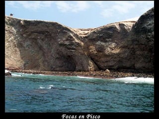 Focas en Pisco