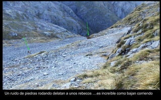 Un ruido de piedras rodando delatan a unos rebecos ....es increíble como bajan corriendo 